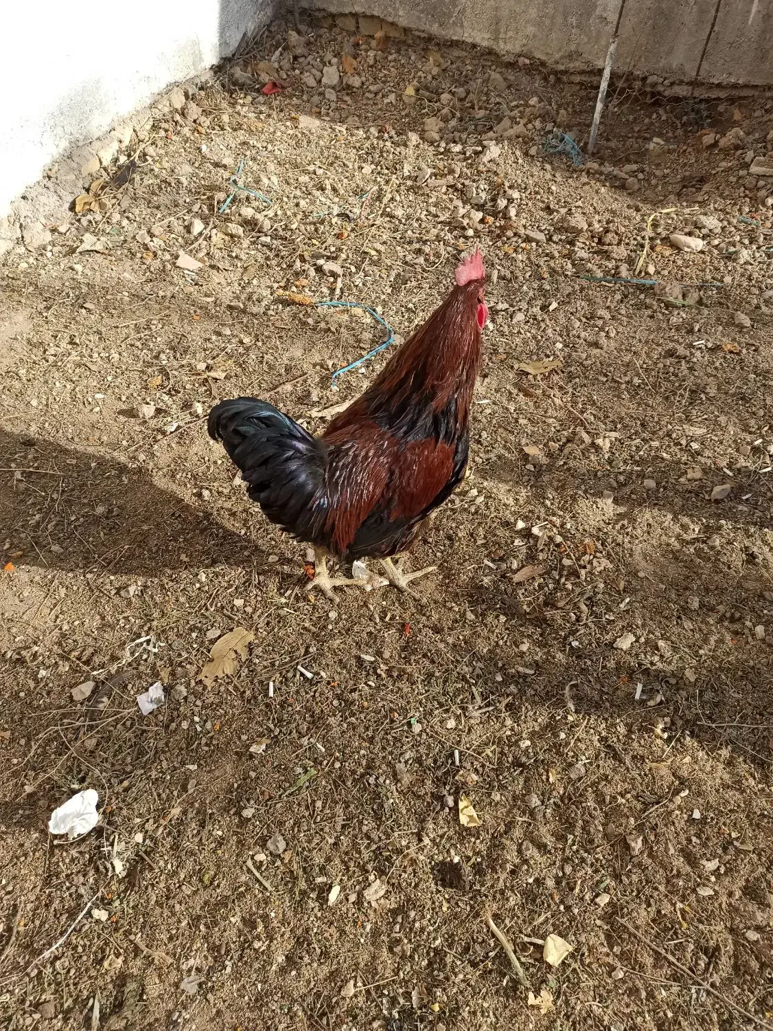 خروس محلی|حیوانات مزرعه|آبیک, |دیوار