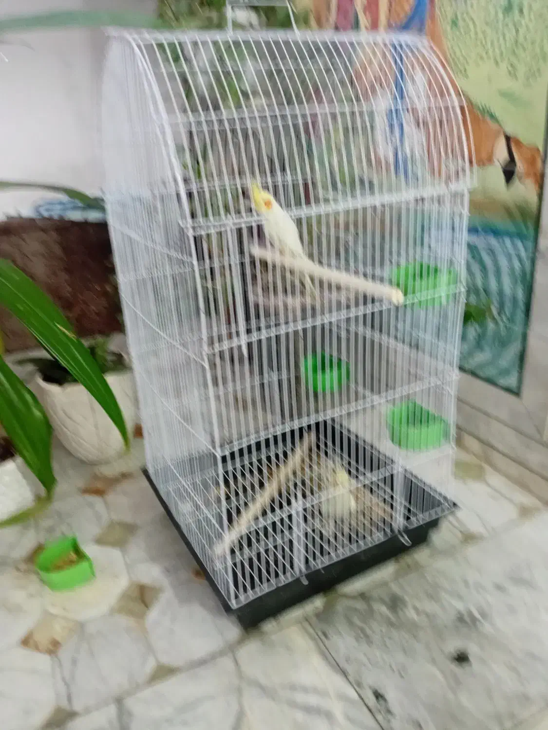 یک جفت عروسی هلندی ماده رام نروحشی|پرنده|رفسنجان, |دیوار