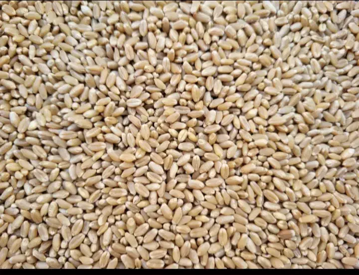 فروش گندم بوجاری شده ۳۰ تن رقم پیشکام|عمدهفروشی|سده (فارس), |دیوار