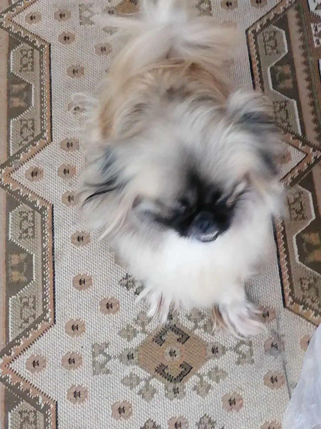 سگ نژاد دار خونگی|سگ|گرگان, |دیوار