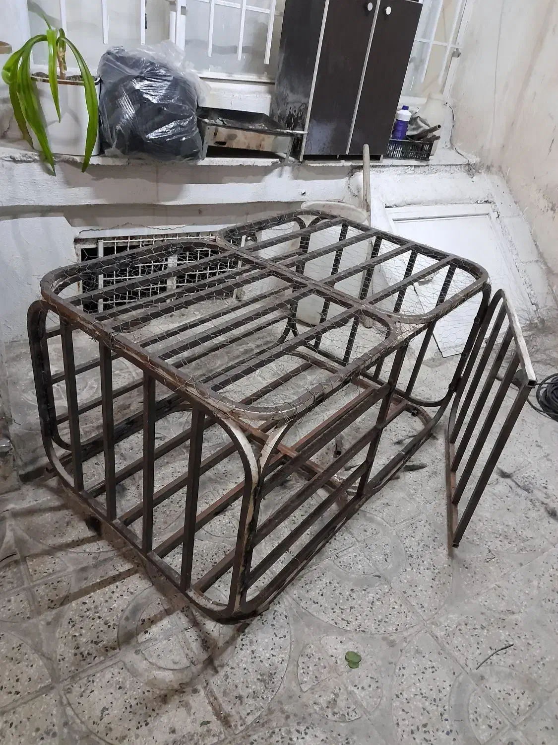 کبوتر|لوازم جانبی حیوانات|بروجرد, |دیوار