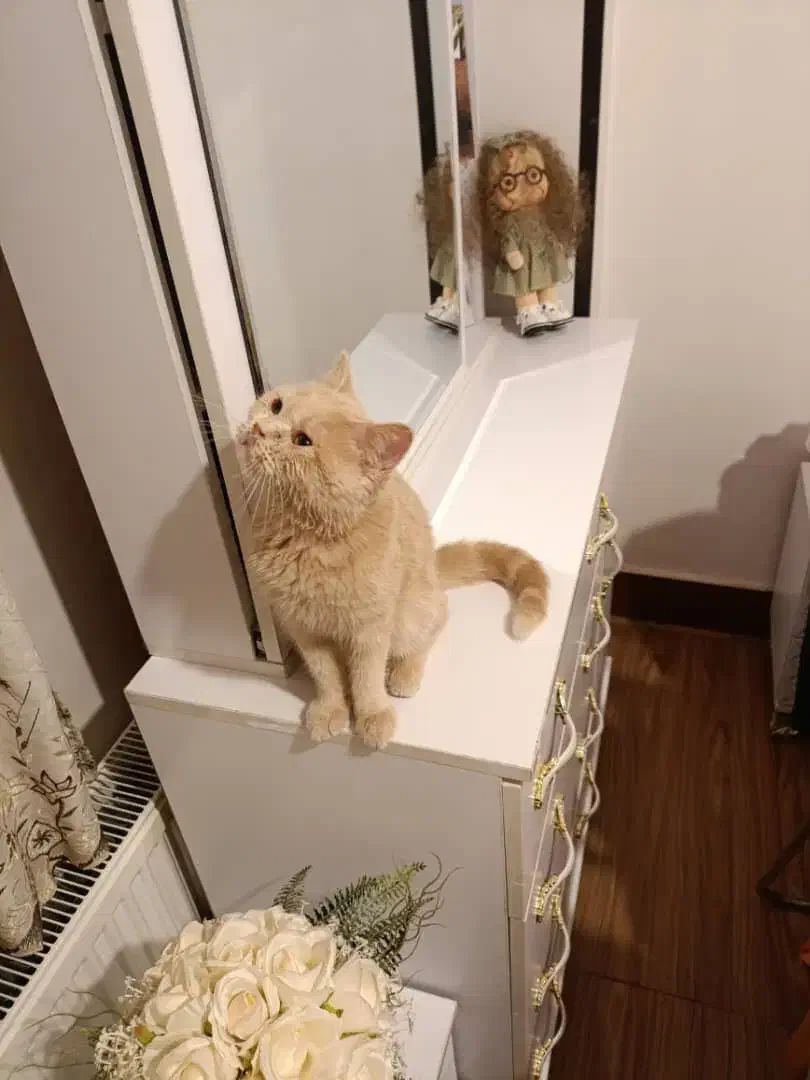 فروش گربه بریتیش|گربه|شهرکرد, |دیوار