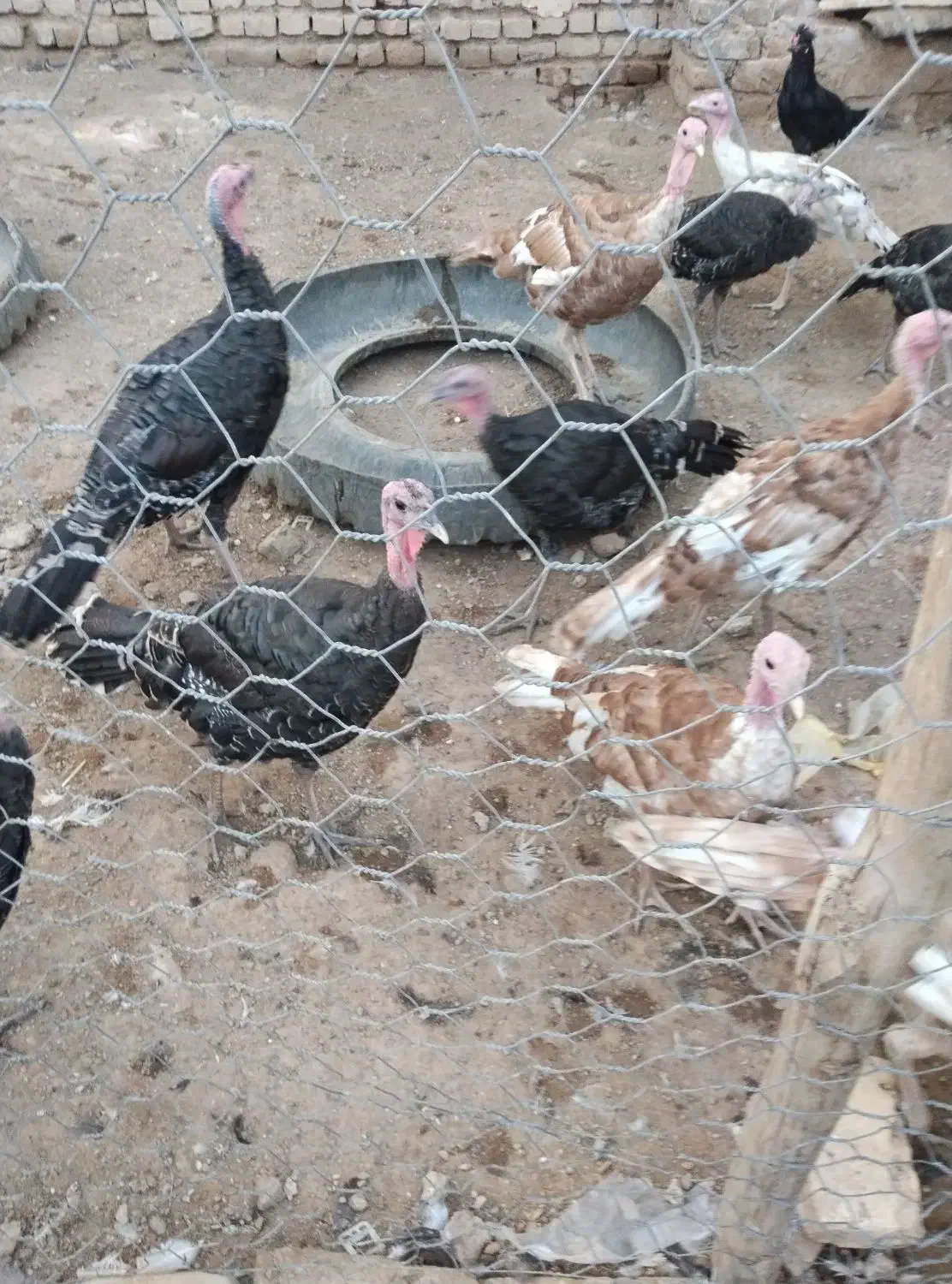 بوقلمون برنز|حیوانات مزرعه|پیشوا, |دیوار