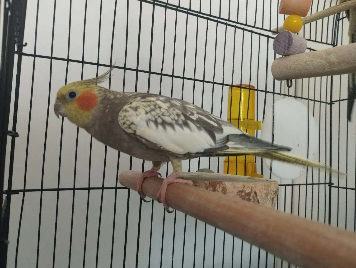 عروس هلندی ماده زیبا|پرنده|لاهیجان, کوی زمانی|دیوار