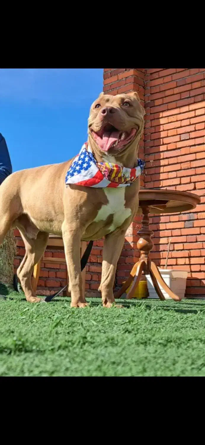 گمشده|حیوانات|بیجار, |دیوار