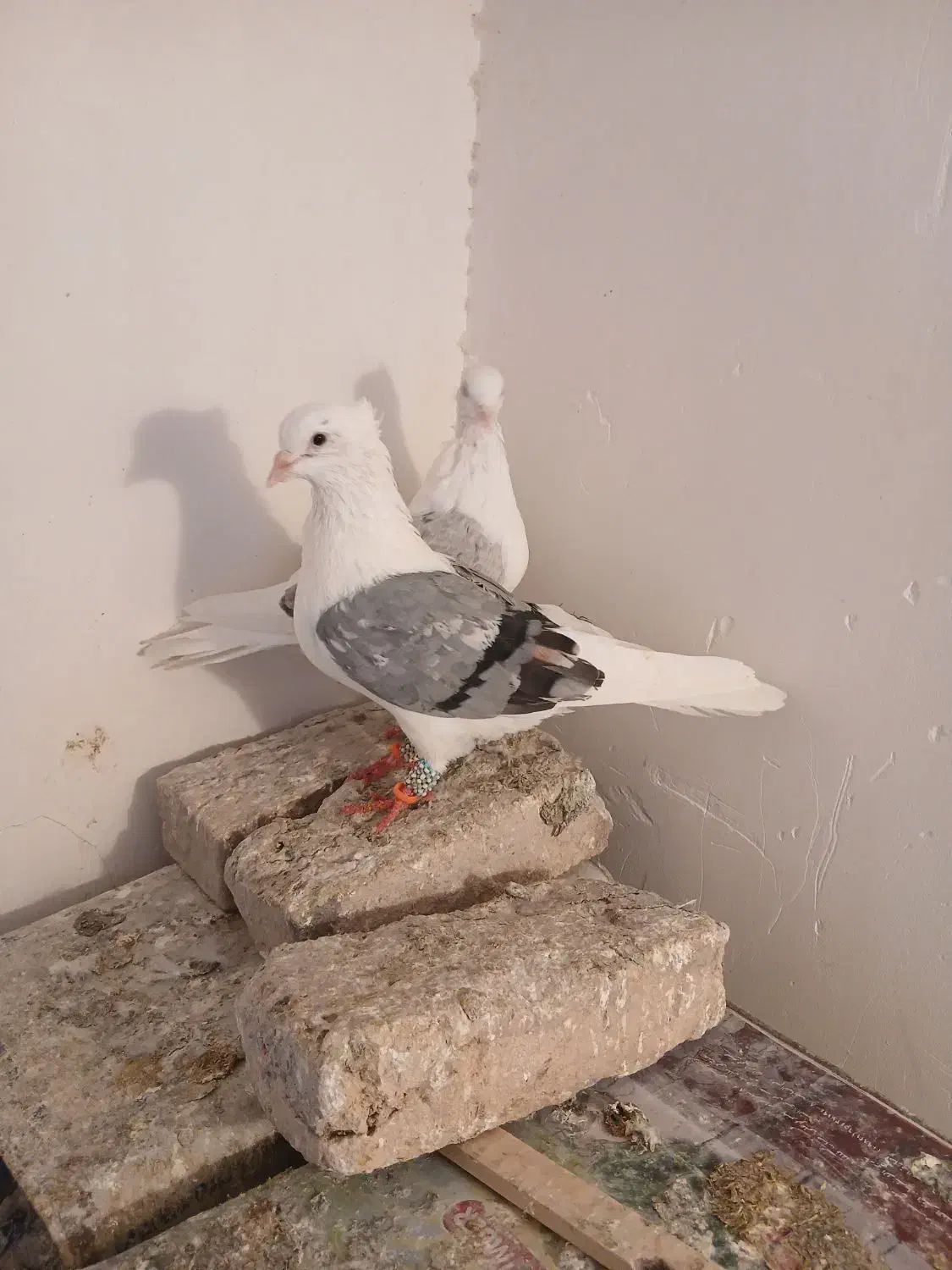 کفترتکی وجفتی|پرنده|سبزوار, فرهنگیان|دیوار