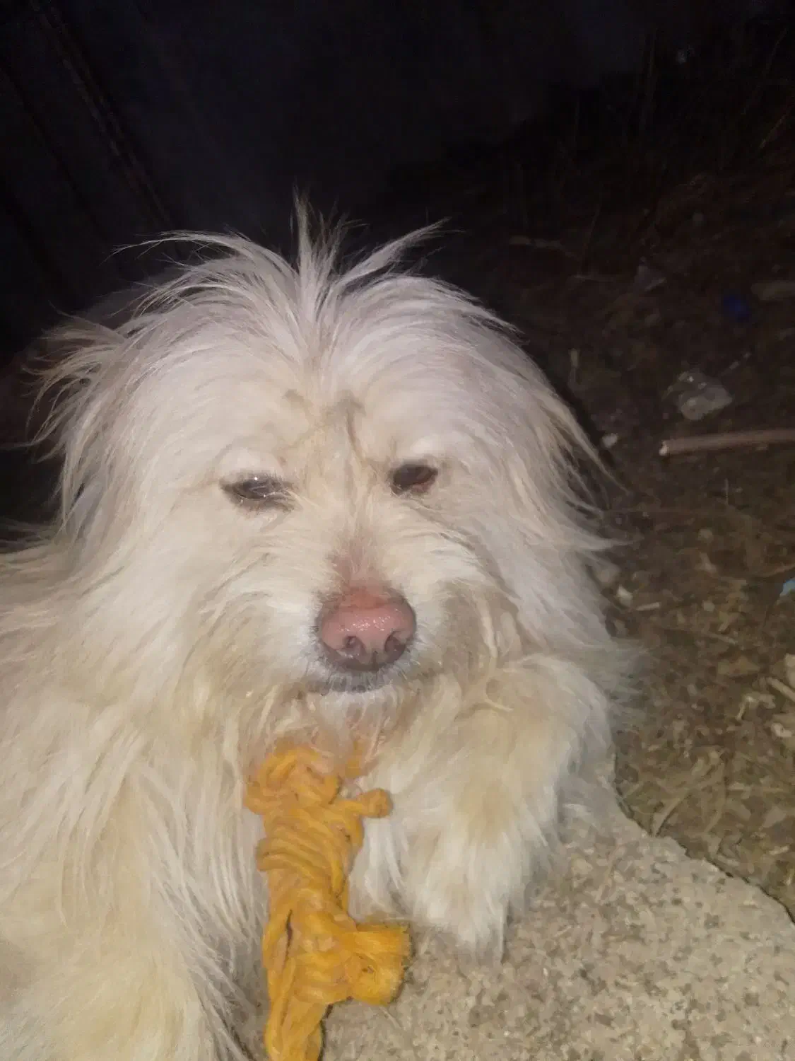 سگ شیتزو|سگ|یاسوج, |دیوار