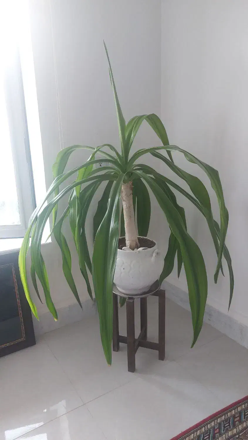 گل برگ ذرتی|گل و گیاه طبیعی|شیراز, دشت چنار|دیوار