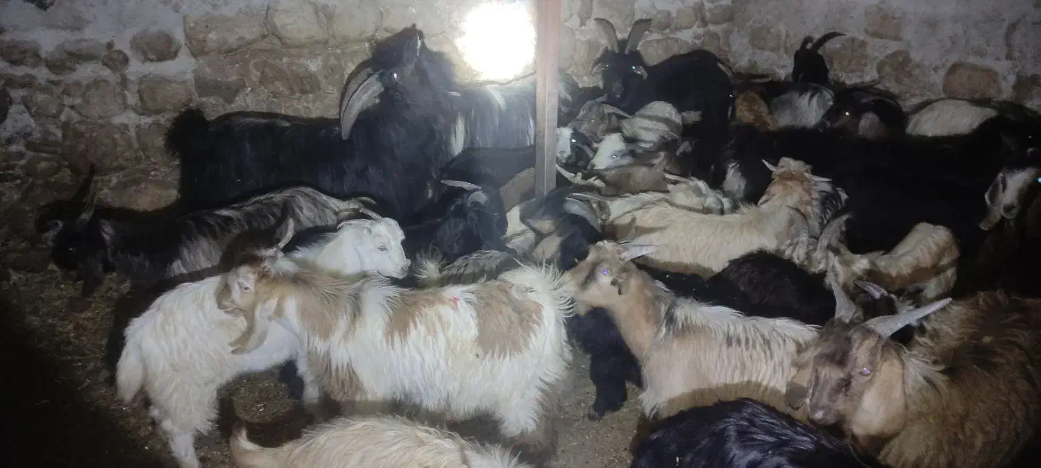 فروش چپش نر|حیوانات مزرعه|اندیمشک, |دیوار