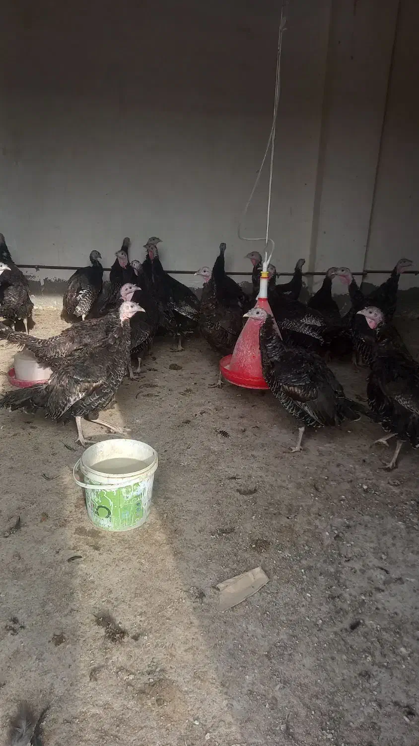 بوقلمون بالق به شرط|حیوانات مزرعه|مشهد, كنويست|دیوار