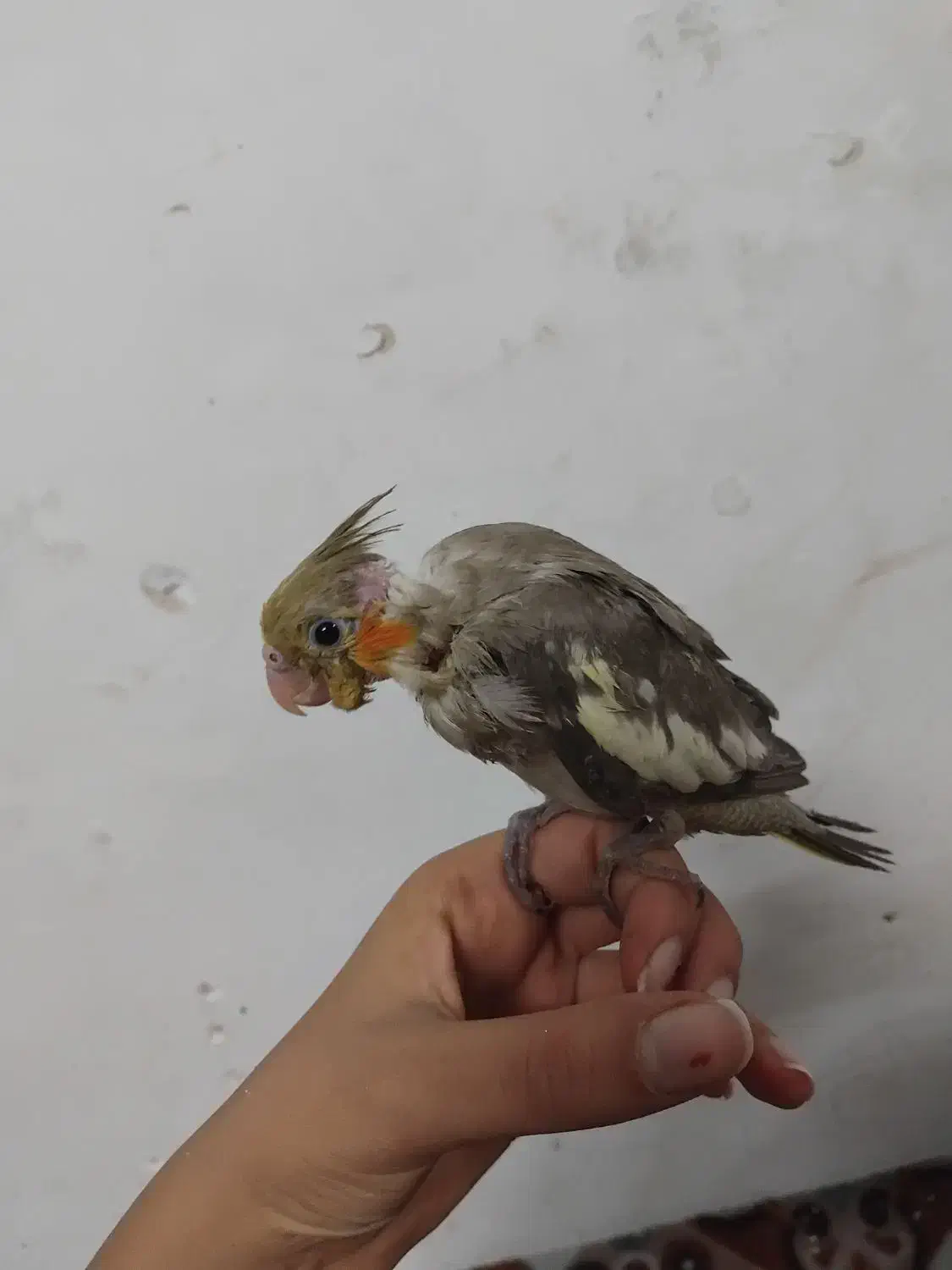 عروس هلندی سرلاکی|پرنده|کازرون, |دیوار