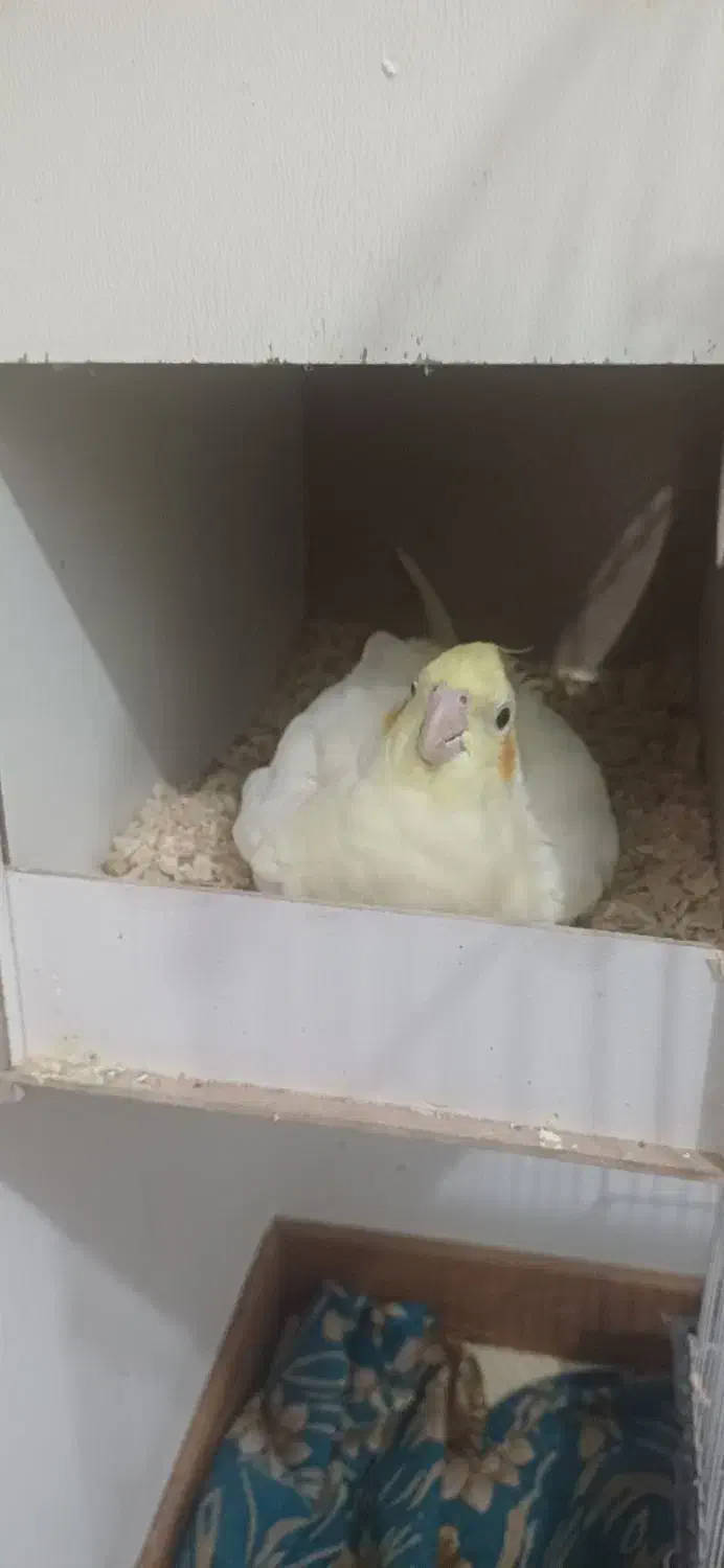 یک جفت عروس هلندی با5تخم|پرنده|اصفهان, دانشگاه اصفهان|دیوار