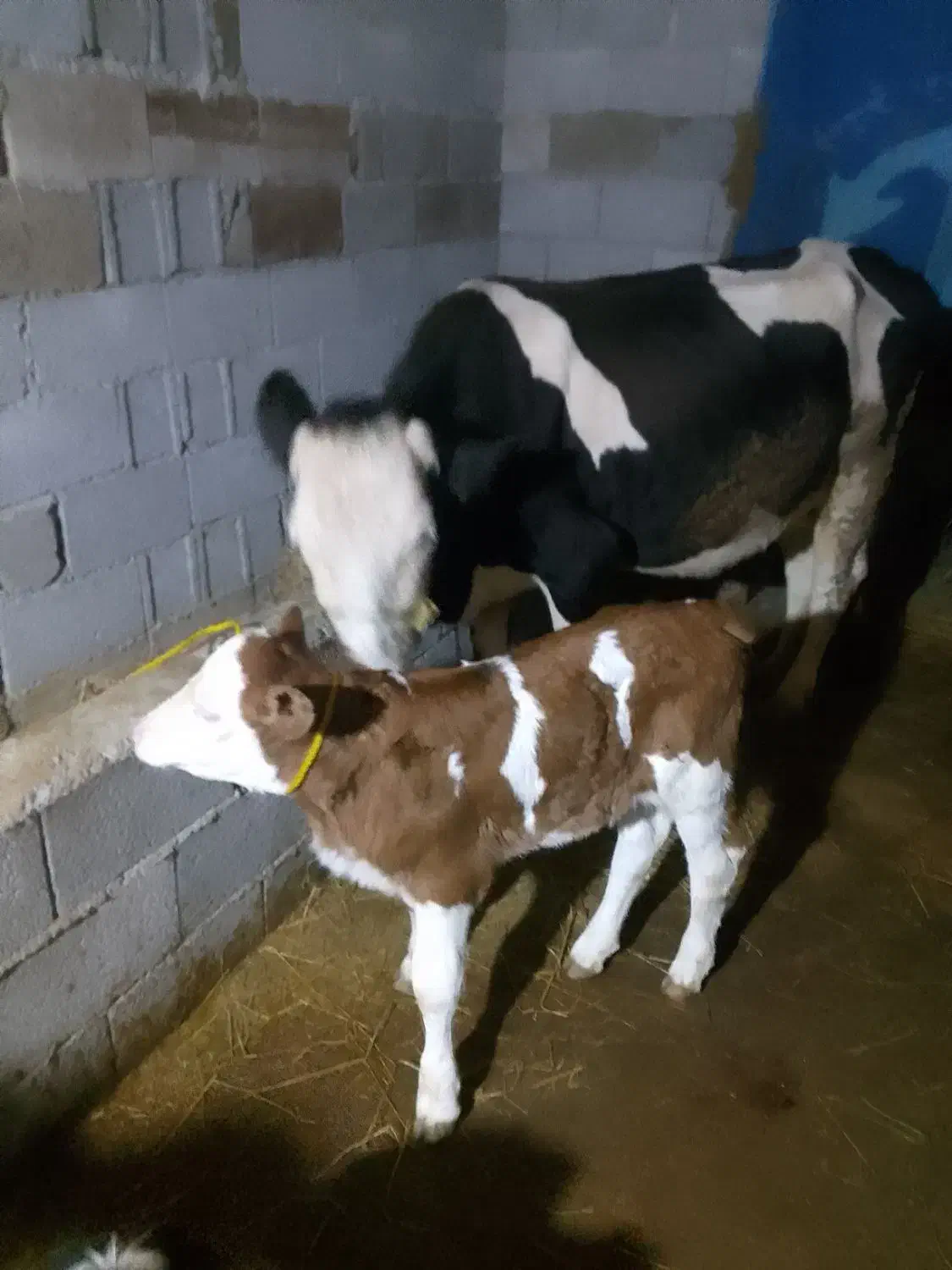 گاو سمینتال باگوساله ۱۲روزه|حیوانات مزرعه|رضوانشهر, |دیوار