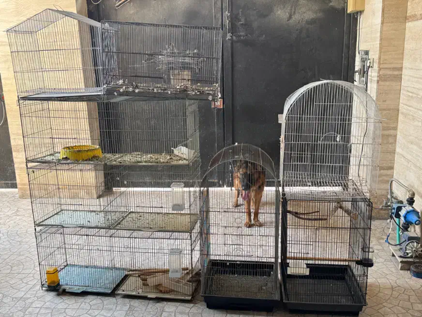 قفس|لوازم جانبی حیوانات|بوشهر, |دیوار