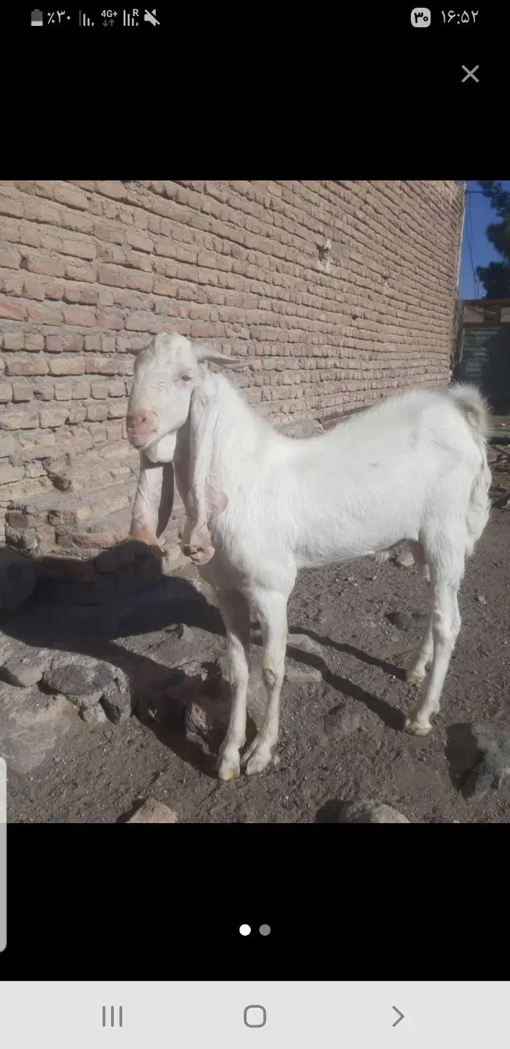 تکه گلابی اصل|حیوانات مزرعه|طبس, |دیوار