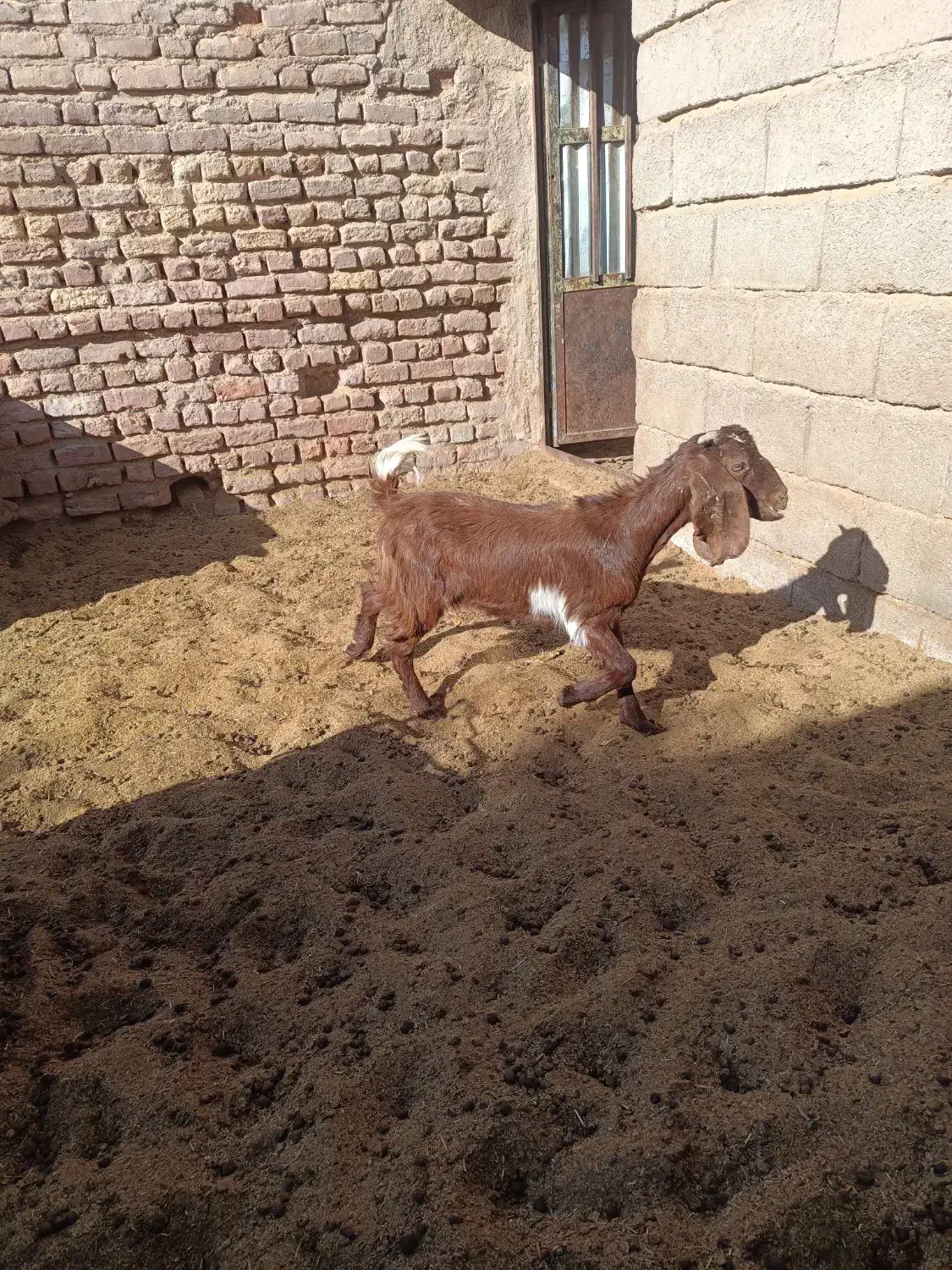 کره نر و ماده|حیوانات مزرعه|کرمان, |دیوار