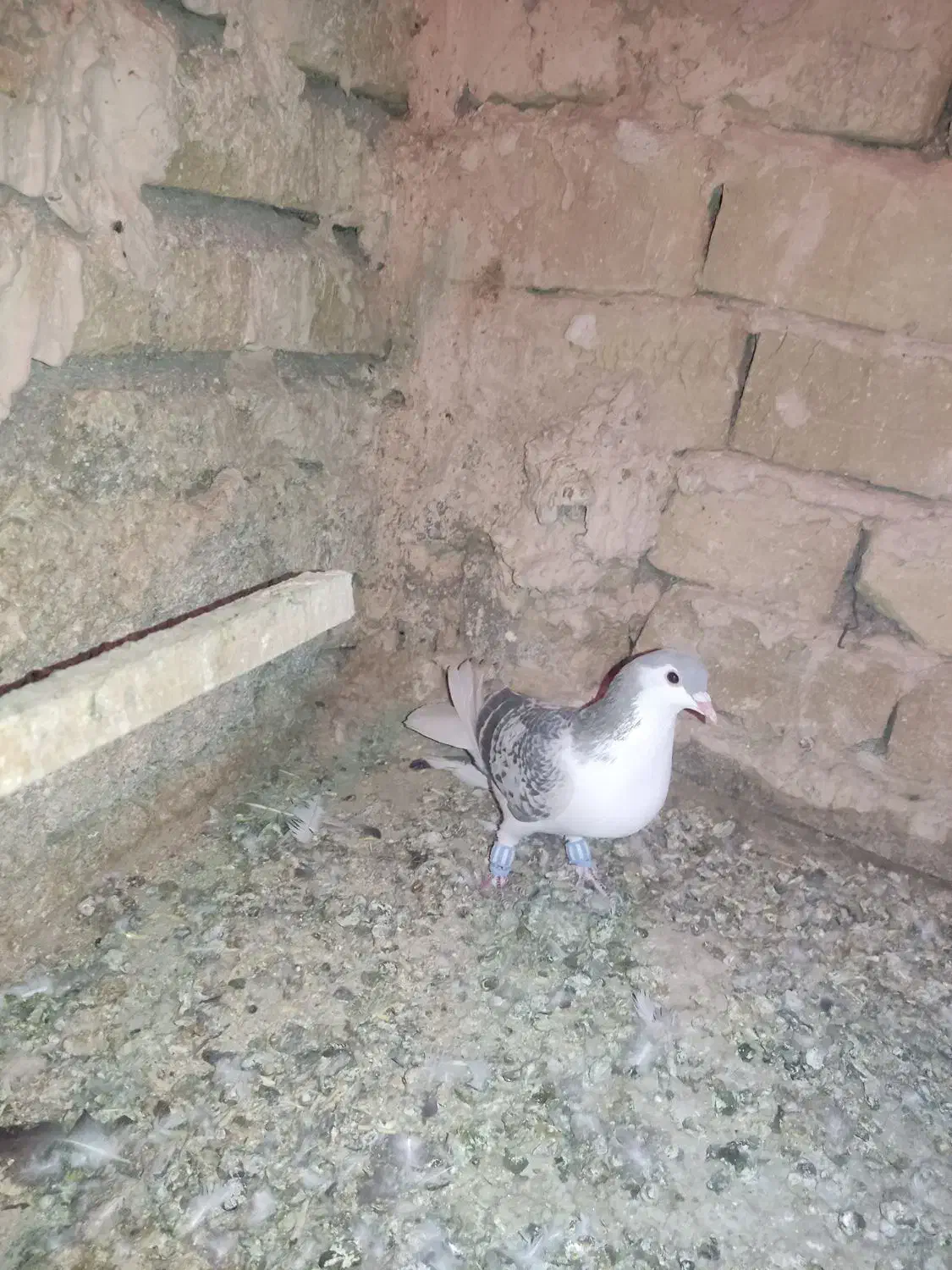 کفتر ساده|پرنده|تربت‌حیدریه, هاشمی‌نژاد|دیوار