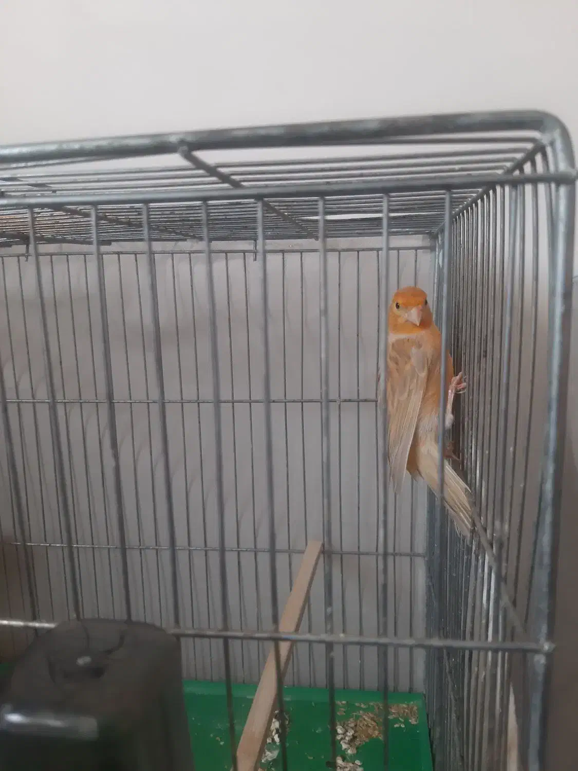 قناری ماده دارچینی،آماده آماده،کاملاً سالم|پرنده|اصفهان, سنبلستان|دیوار