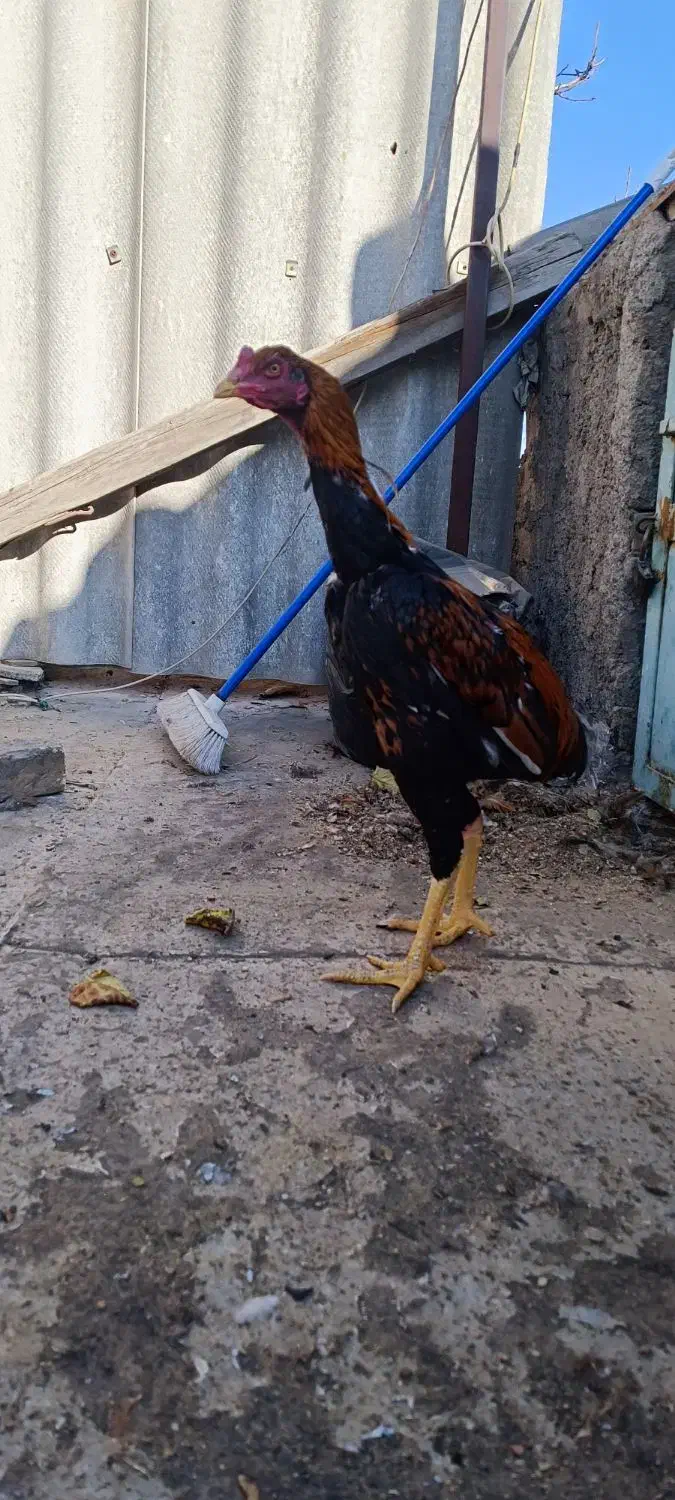 مرغ و خروس لاری ریش|حیوانات مزرعه|طرقبه, |دیوار