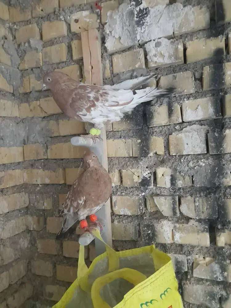 دوعددکله ای نر|پرنده|رامشیر, |دیوار