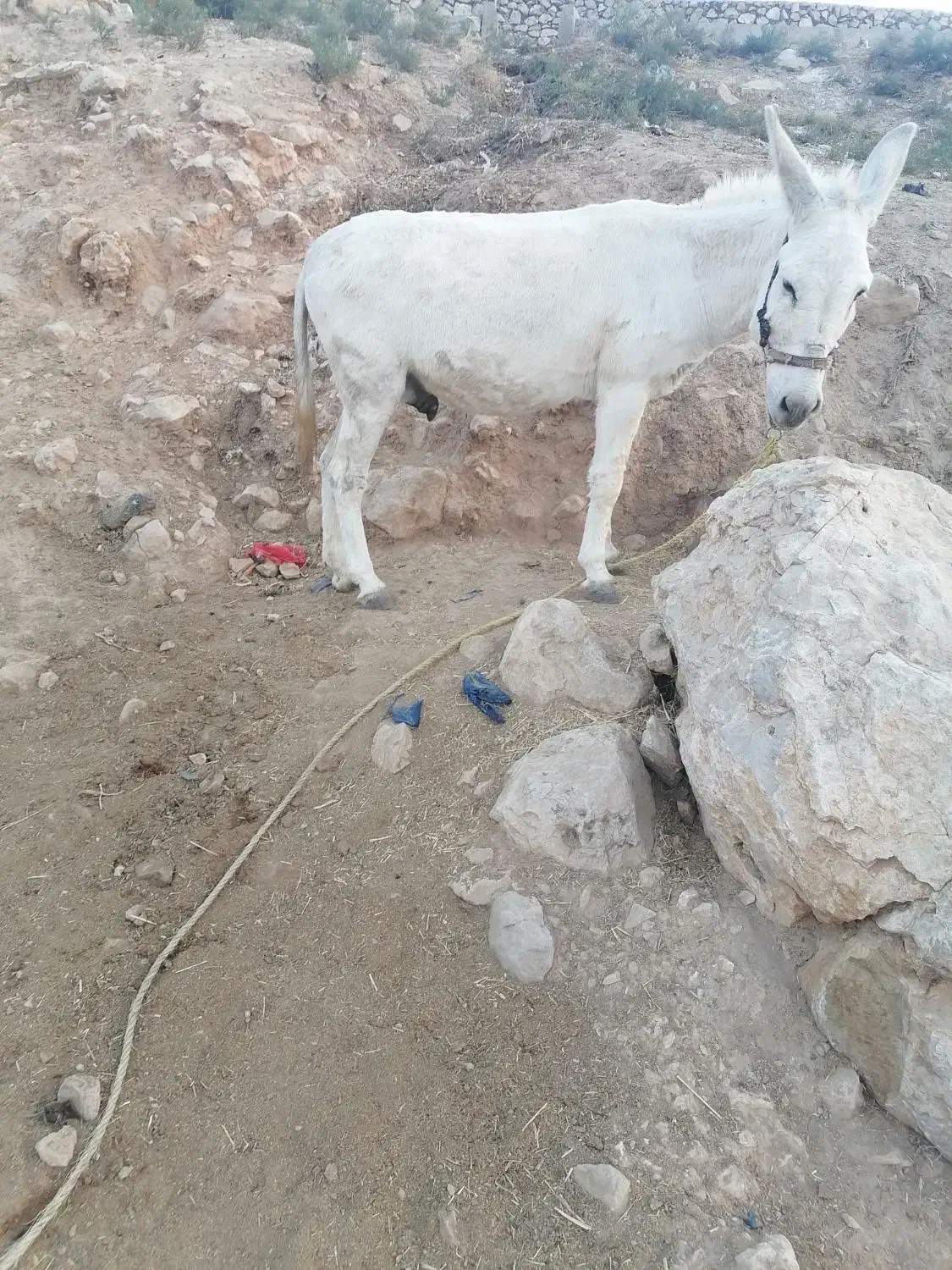 آدرس بابا میدان انجیره|حیوانات مزرعه|رستم, |دیوار
