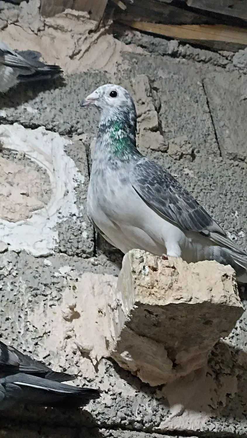 کبوتر المانی|پرنده|ایرانشهر, |دیوار