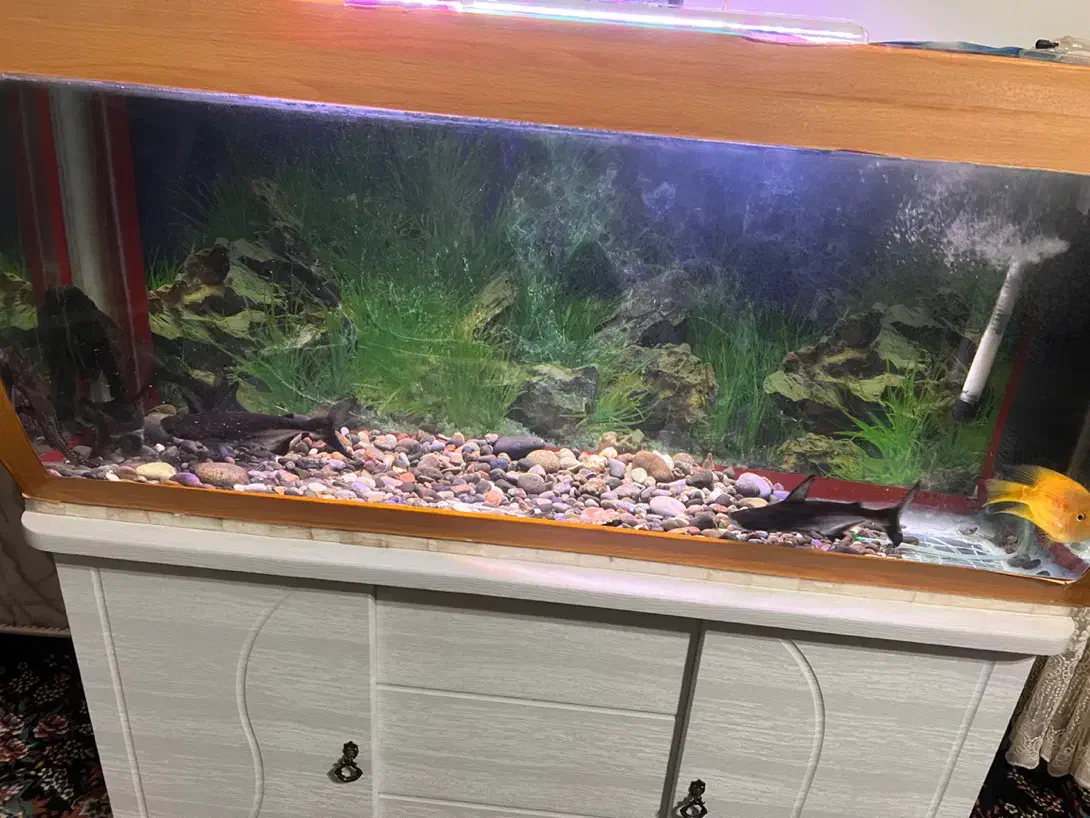 آکواریوم|ماهی|یزد, |دیوار