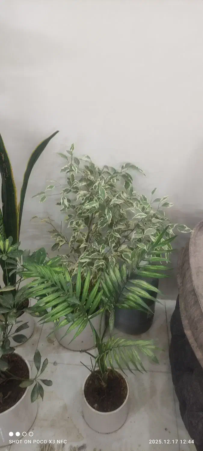 گل وگلدان|گل و گیاه طبیعی|مشهد, نظام دوست|دیوار