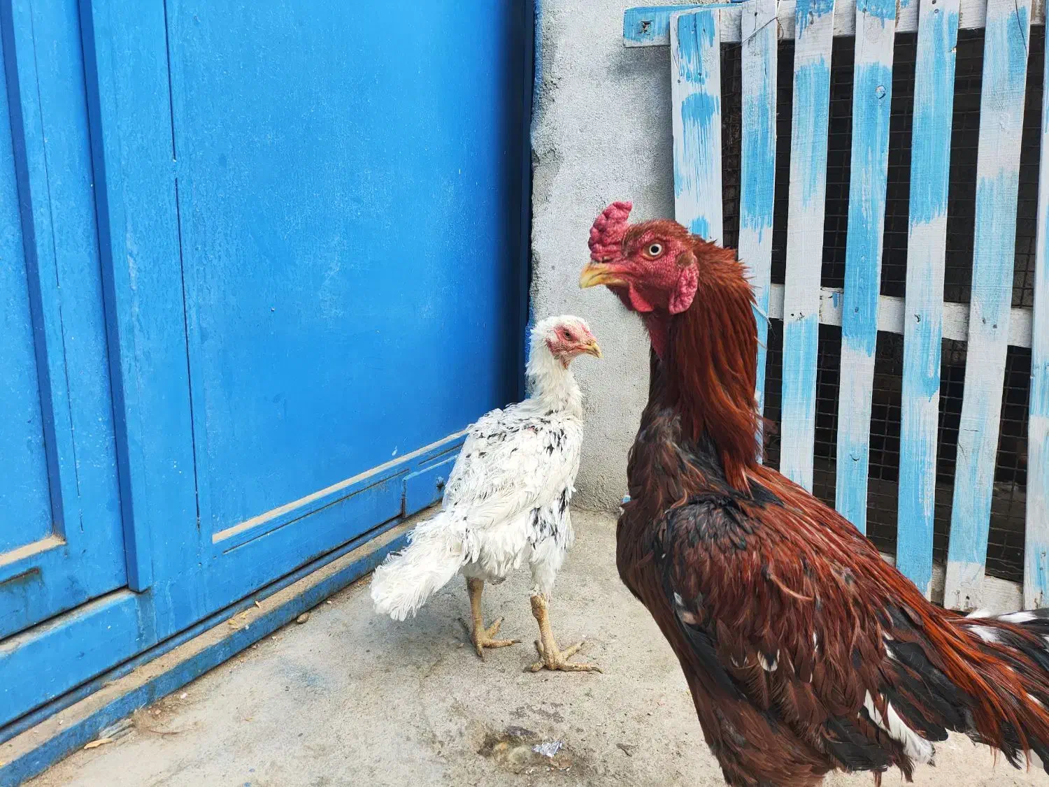 مرغ و خروس لاری  مرغ شاخدار معاوضه|حیوانات مزرعه|شیراز, علی آباد|دیوار