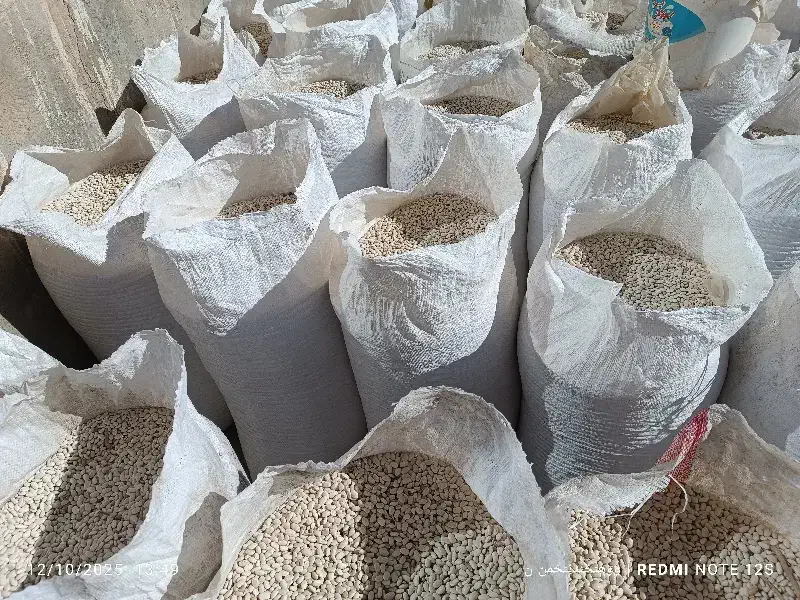لوبیا سفید و گندم ابی فروشی|عمده‌فروشی|خنداب, |دیوار