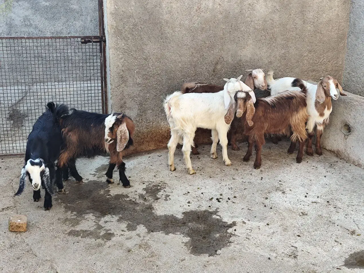 بزغاله نر ماده|حیوانات مزرعه|سنقر, |دیوار