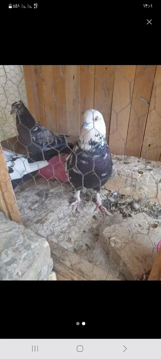 کبوتر|پرنده|قم, انسجام|دیوار
