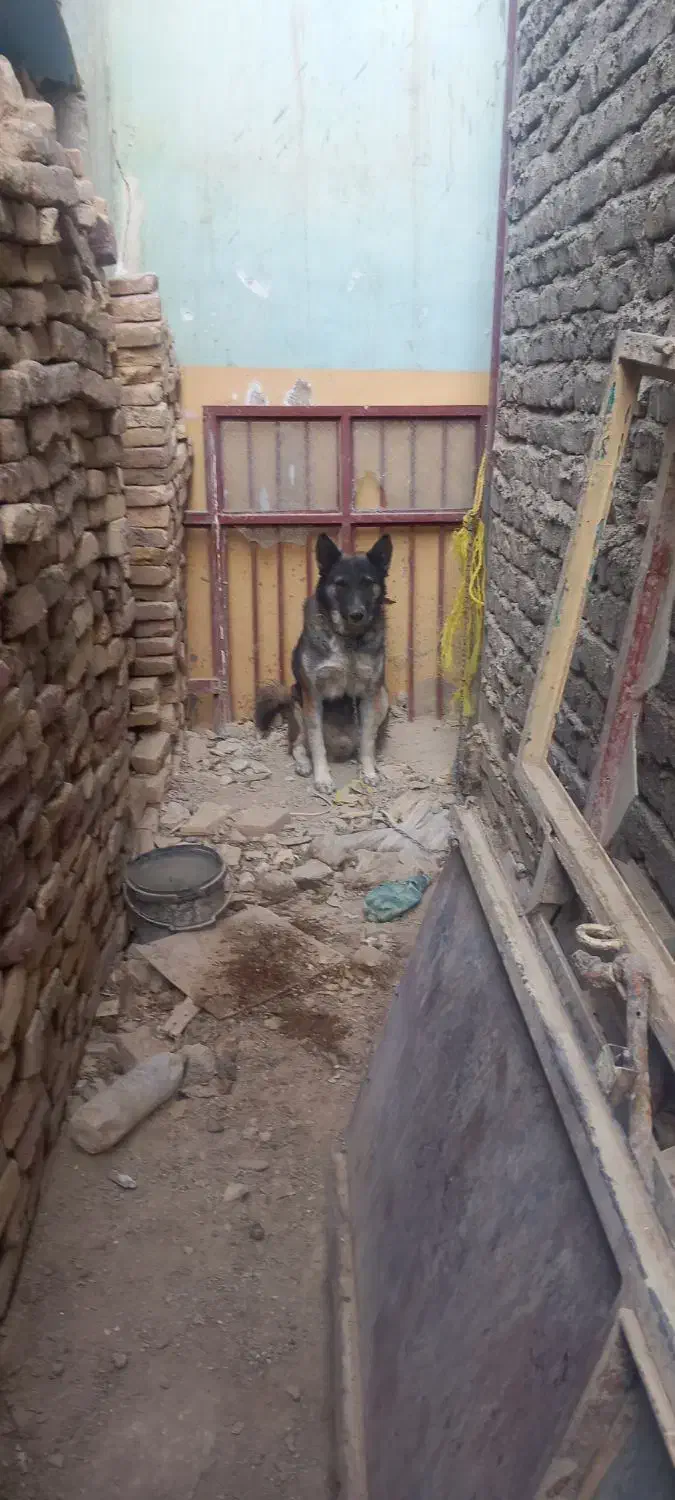 سگ خوب باهوش سگ شناس باشی میشناسی سگو|سگ|زابل, |دیوار