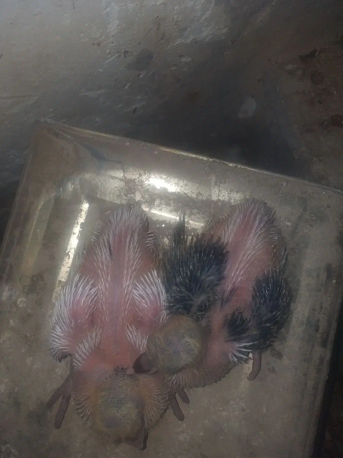 ساده و خال کاکلی جوجه|پرنده|بیرجند, |دیوار