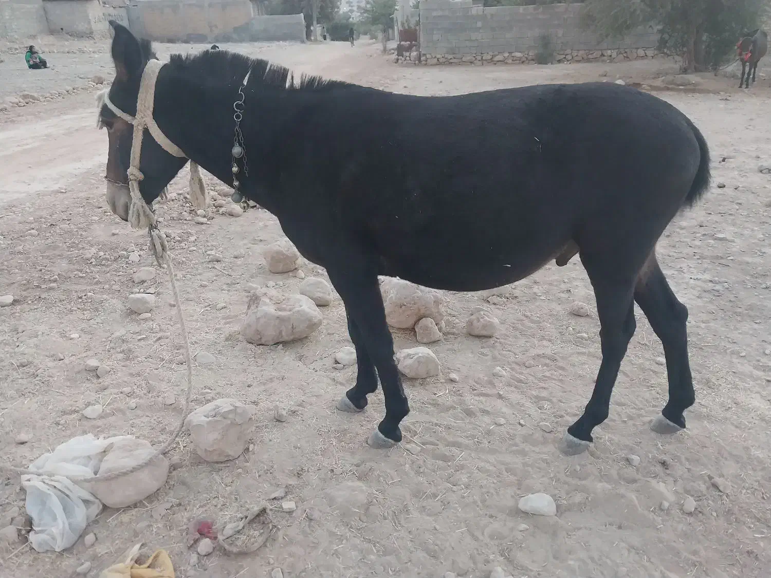 قاطر نرک 5سال|حیوانات مزرعه|کوه چنار, |دیوار