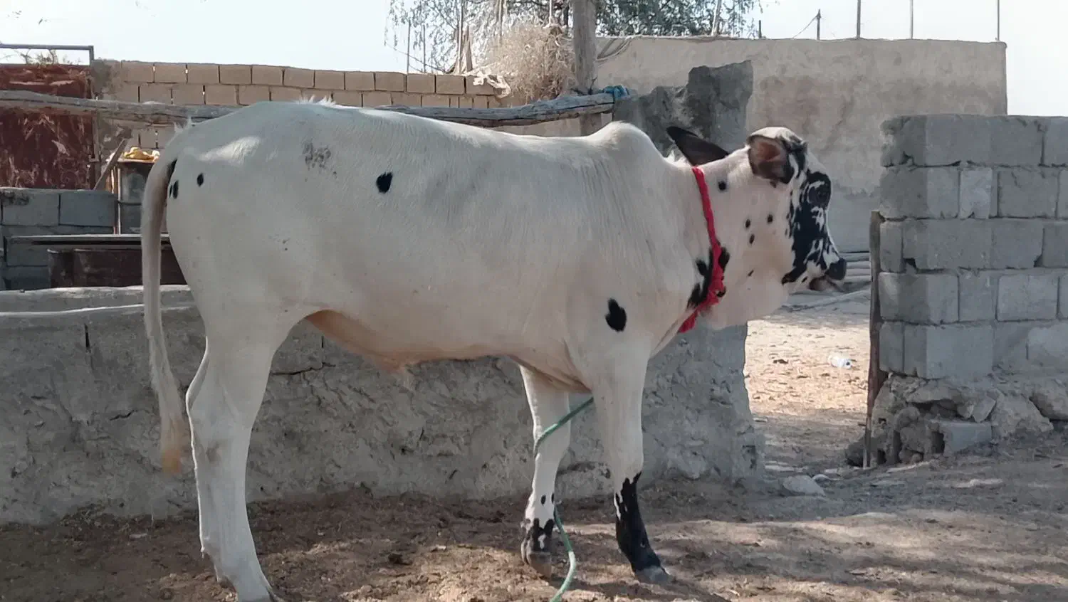 یک راس گاو نر سفید و یک راس پرو گوشتی|حیوانات مزرعه|قشم, |دیوار