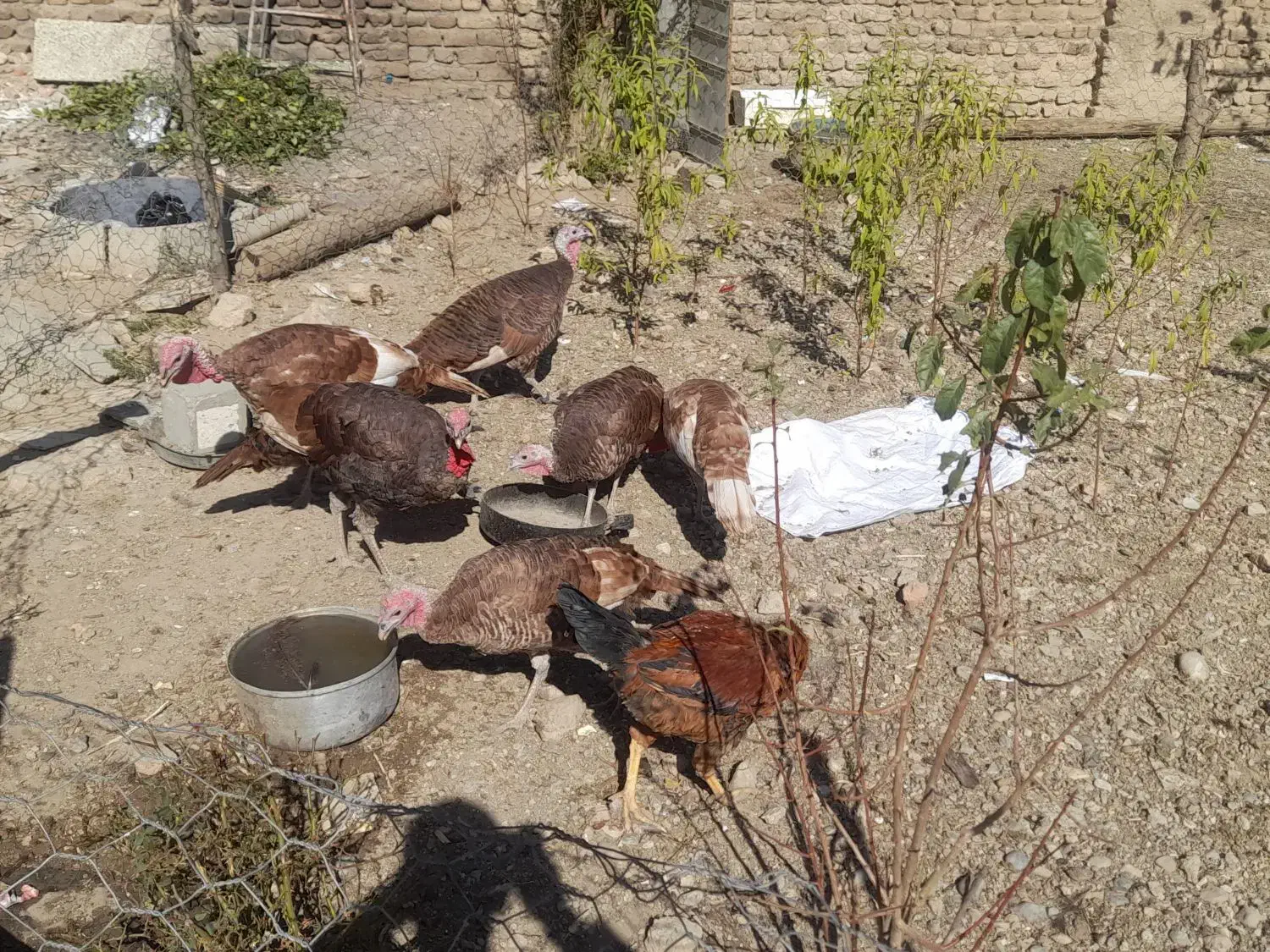 برقلمون|حیوانات مزرعه|بروجرد, |دیوار