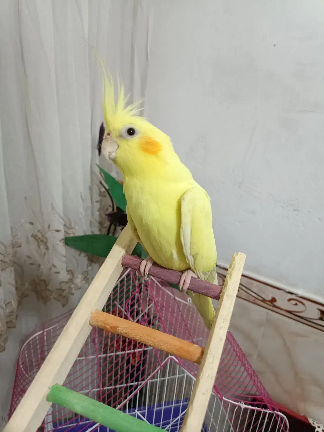 عروس هلندی لوتینو۱۲ماهه بسیار زیبا|پرنده|سنندج, |دیوار