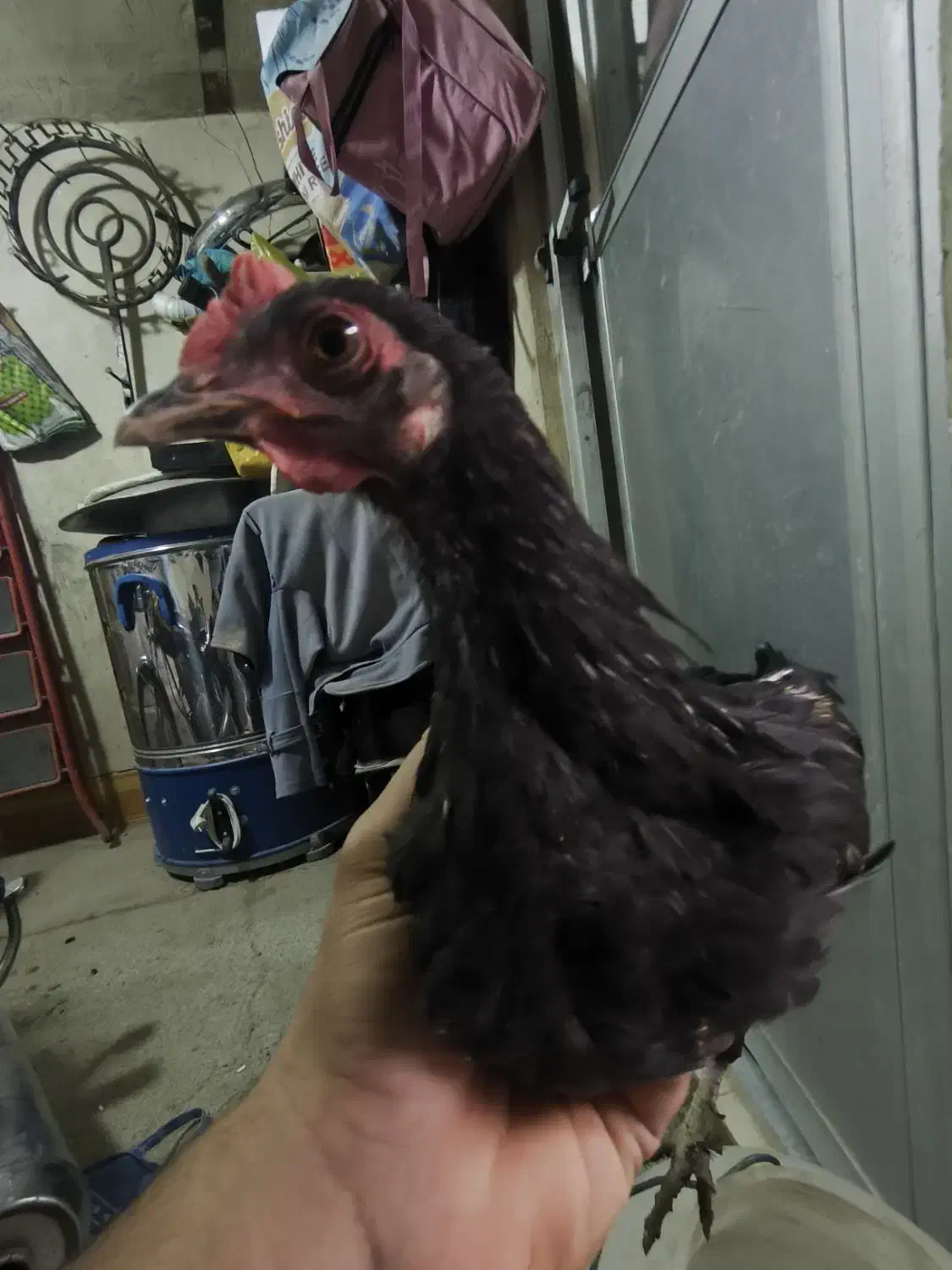 خروس محلی|حیوانات مزرعه|جوانرود, |دیوار