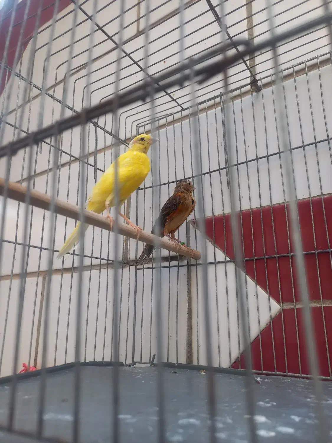 ماده قناری|پرنده|بندر ماهشهر, |دیوار