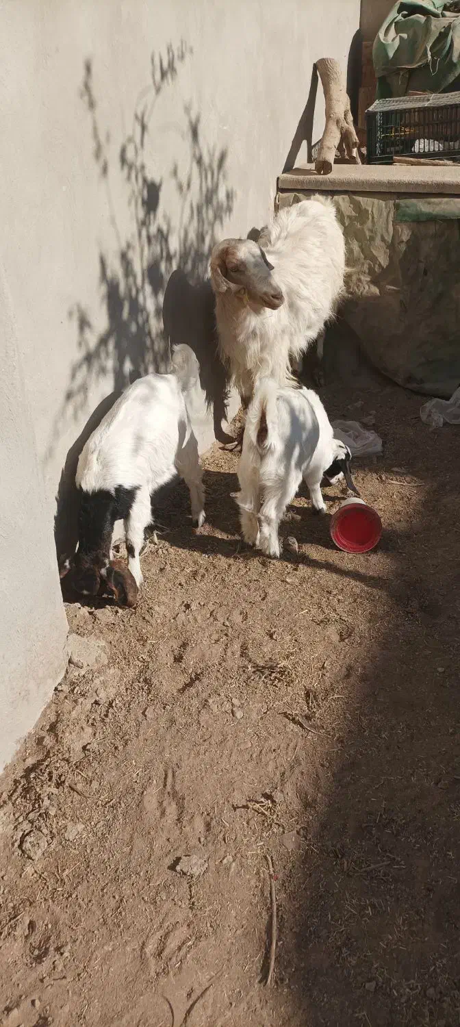 بز با دو کره ماده|حیوانات مزرعه|کرمان, |دیوار