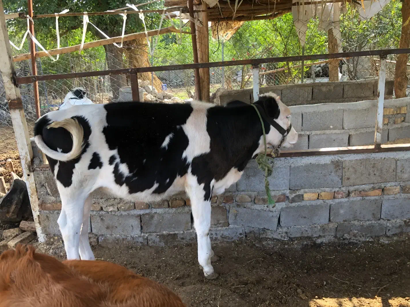 گوساله|حیوانات مزرعه|رامیان, |دیوار