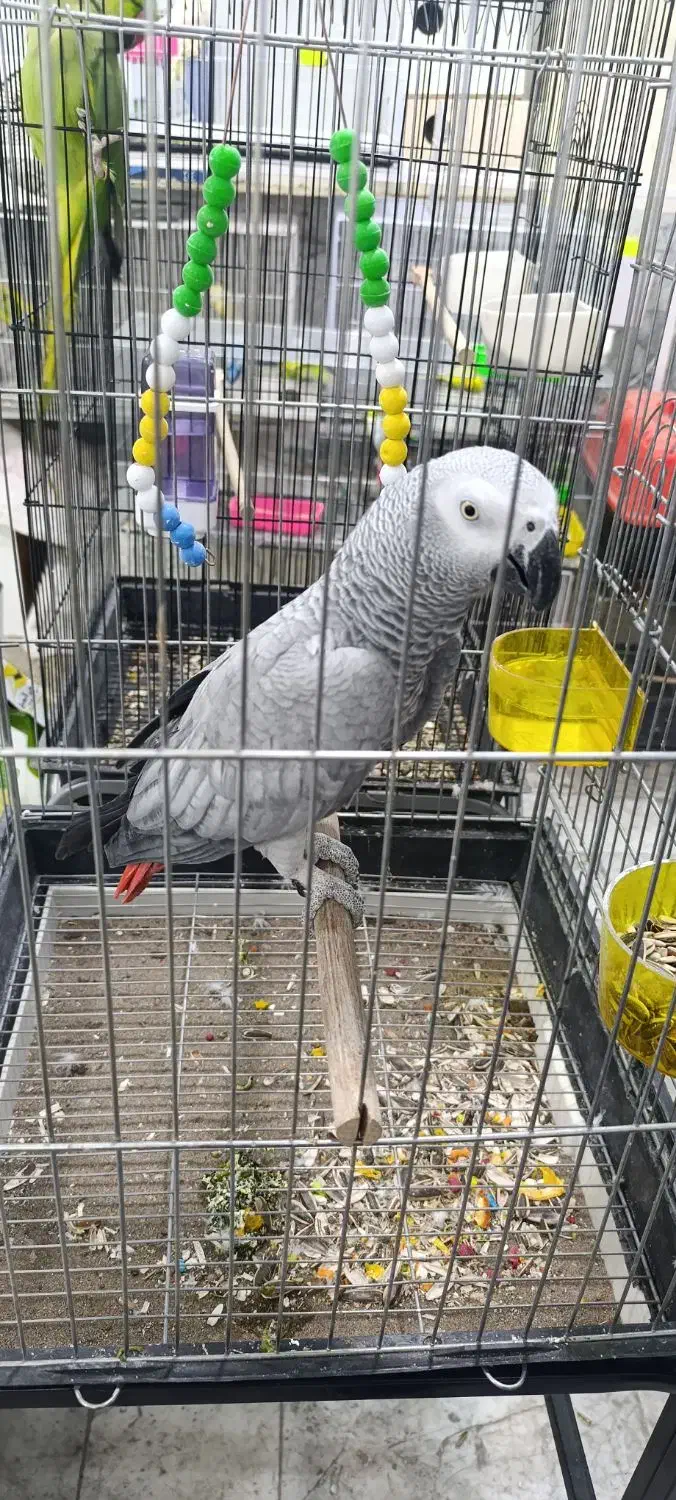 انواع پرنده گرینچیک، خورشیدی، عروس، قناری، فنچ|پرنده|بیرجند, |دیوار