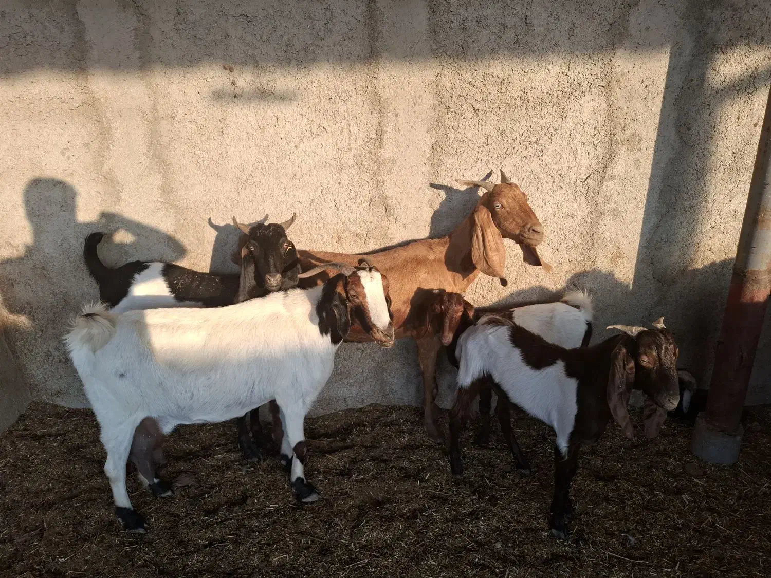 ۶بز|حیوانات مزرعه|اهواز, دغاغله|دیوار