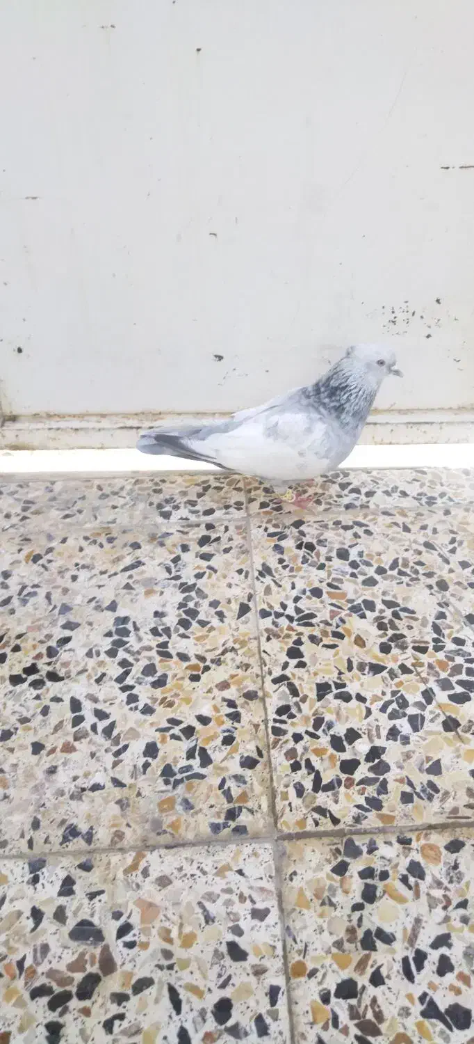 کفتر سینه|پرنده|شیراز, محراب|دیوار