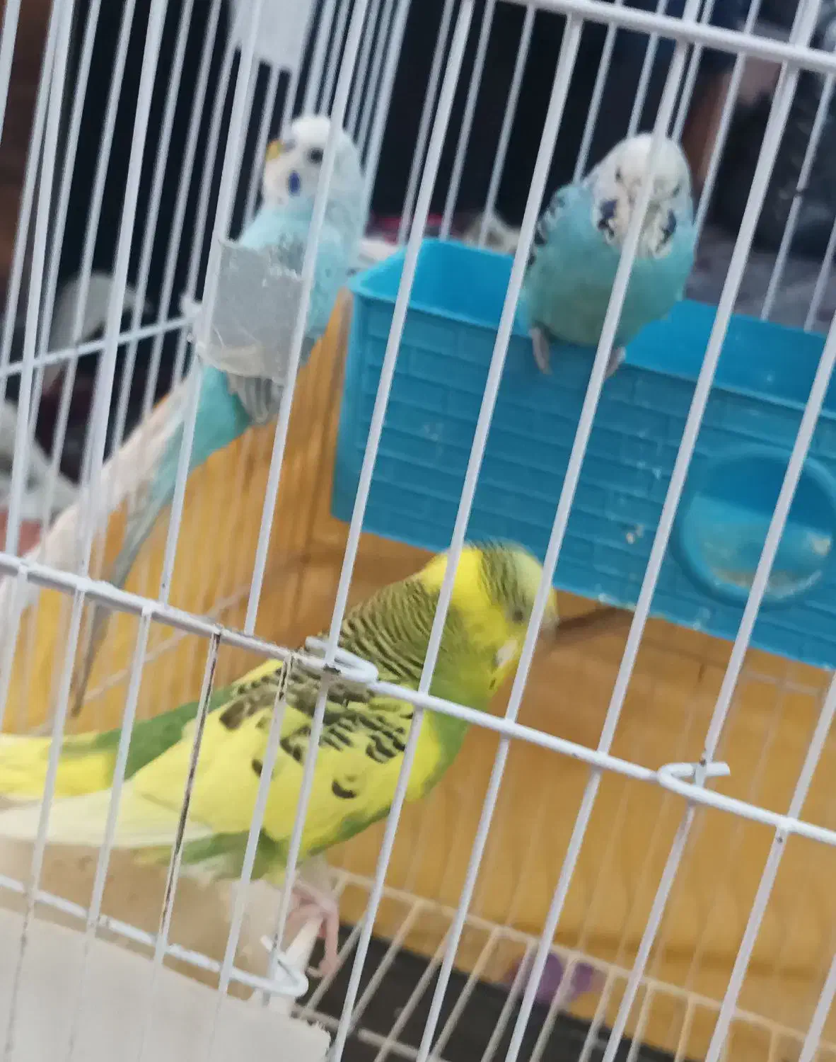 تعدادی مرغ عشق|پرنده|برازجان, |دیوار