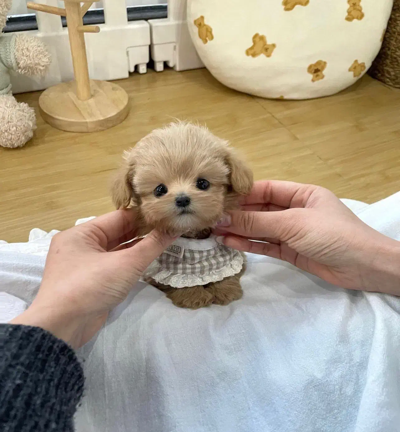 سگ توی|سگ|یاسوج, |دیوار