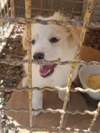 واگذاری توله اشپیتز فلت|سگ|اصفهان, باغ فدک|دیوار