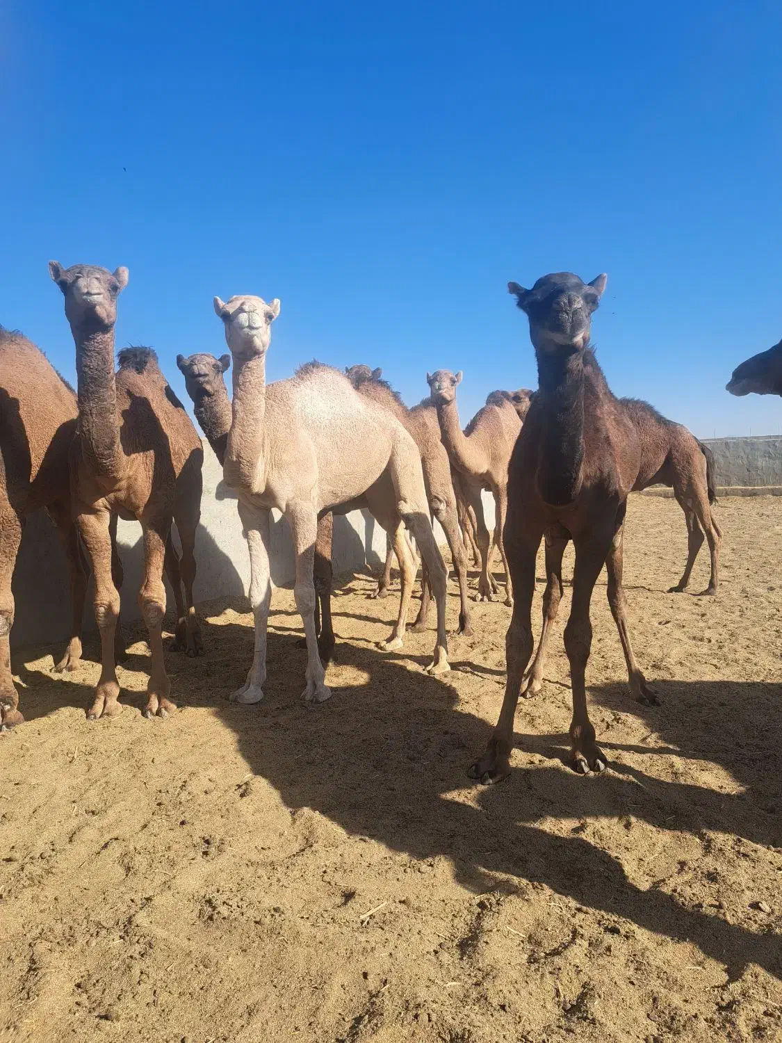 شتر هاشی بلوون دورگه چاق بدون شکم|حیوانات مزرعه|بافق, |دیوار