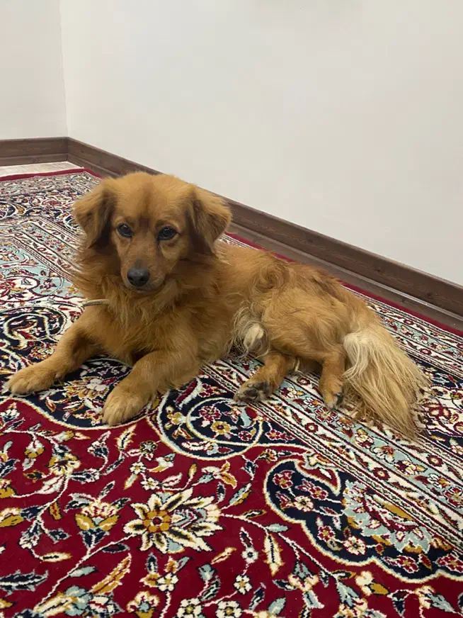 سگ پاکوتاه|سگ|یزد, |دیوار